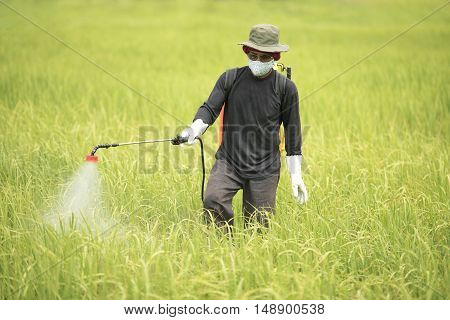 Farmer spraying on green rice field asia