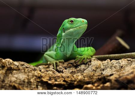 Fiji banded iguana (Brachylophus fasciatus). Wildlife animal. 
