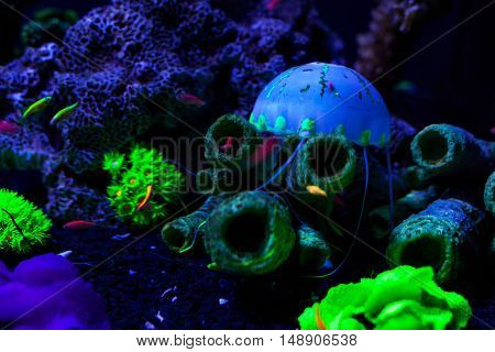 Jellyfish at the bottom among corals color.