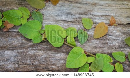 Coatbuttons or Mexican daisy on the wall