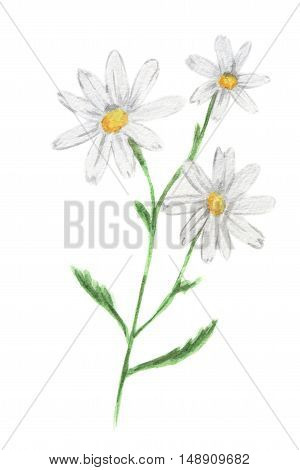 Isolated watercolor camomile on white background. Beautiful and gentle flower. Romantic decoration.