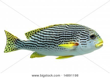 Хирург Plectorhinchus