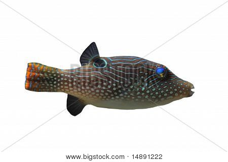 Canthigaster Solandri