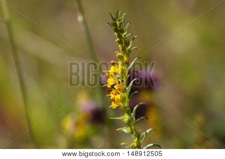 Yellow flowers of the plant Odontites luteus.