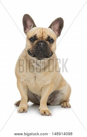 Portrait of beautiful young French buldog girl dog. Isolated over white background. Studio shot. Copy space.