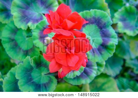Red flowers are against a backdrop of green leaves with rings on them. It is a closeup floral shot.