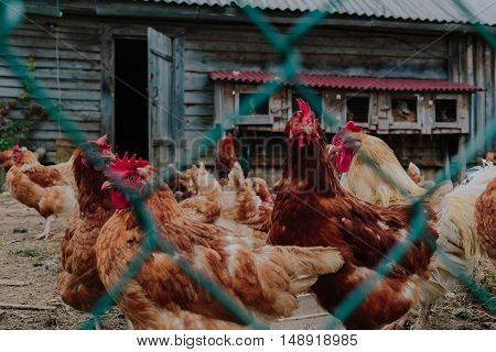 Life in the henhouse. Hens and roosters in the henhouse photo