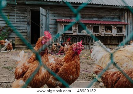 Life in the henhouse. Hens and roosters in the henhouse photo