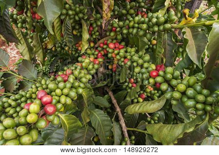 Coffee cherries crop bean farm agriculture bunch green Brazil