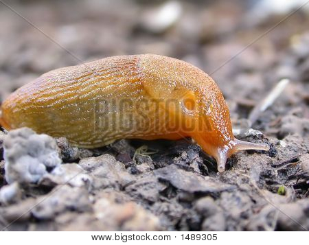 Slug rosso