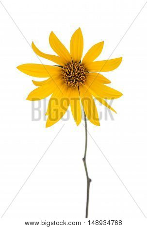 Sunroot Flower. Jerusalem artichoke isolated on white background.
