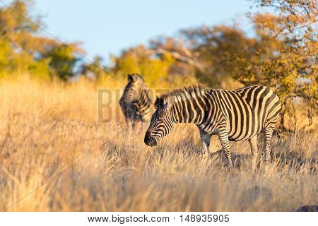 Herd of Zebras in the bush. Wildlife Safari in the Kruger National Park major travel destination in South Africa. Sunset light.