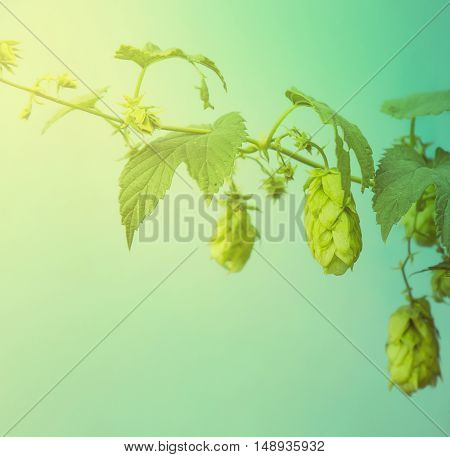 Close Up Of Green Ripe Hop Cones. Beer Production Ingredient. Ingredients For The Preparation Of Org
