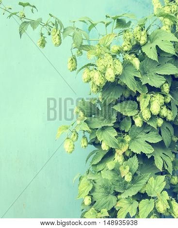 Close Up Of Green Ripe Hop Cones. Beer Production Ingredient. Ingredients For The Preparation Of Org