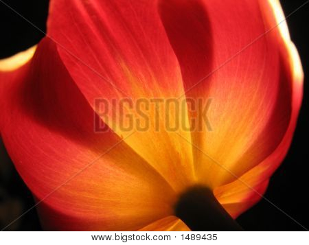 Тюльпан с подсветкой