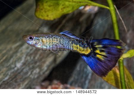 Colored Livebear Fish From Genus Poecilia
