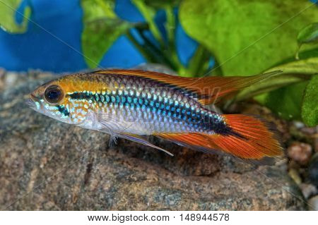 Cichlid Fish Apistogramma Agassizii In A Aquarium
