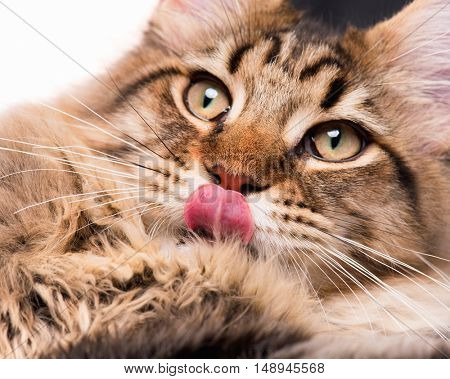 Portrait of domestic black tabby Maine Coon kitten - 5 months old. Cute young cat licking lips after eating a treat. Close-up studio photo of striped kitty looking away. 