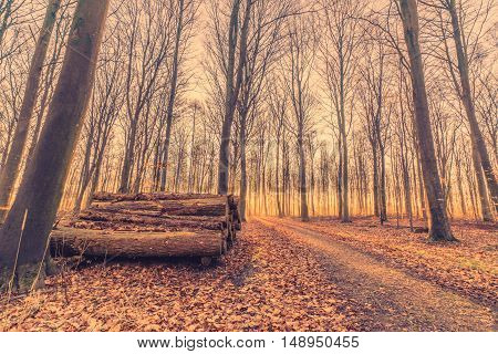 Woodstack In A Forest Sunrise