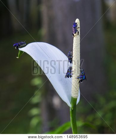 Blue Bees orchid insecta apini species taxonomy blue wings