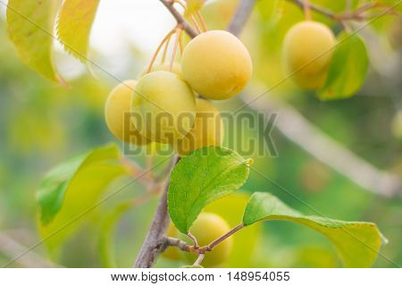 Unrape Spanish grapefruit on a tree. Plump growing on the tree