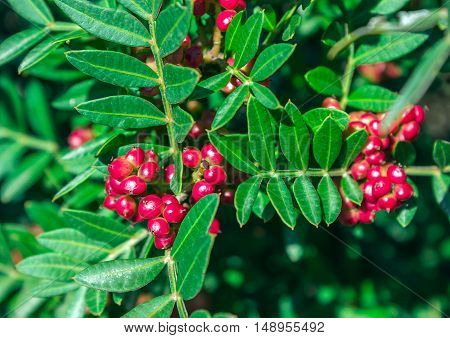 Evergreen shrub with red berries. Pistacia lentiscus. Greece.