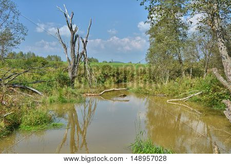 Pond Made By Beaver