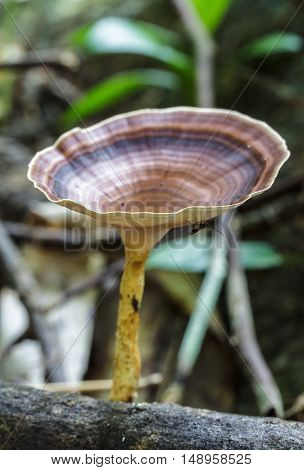 The Beautiful brown mushroom in the forest.