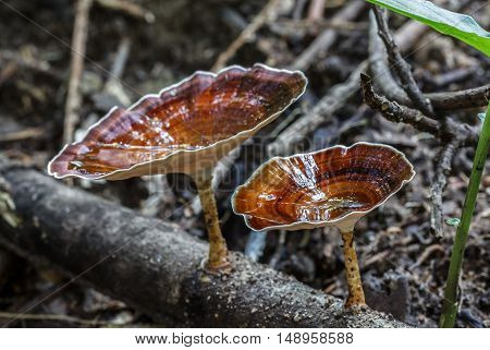 The Beautiful brown mushroom in the forest.