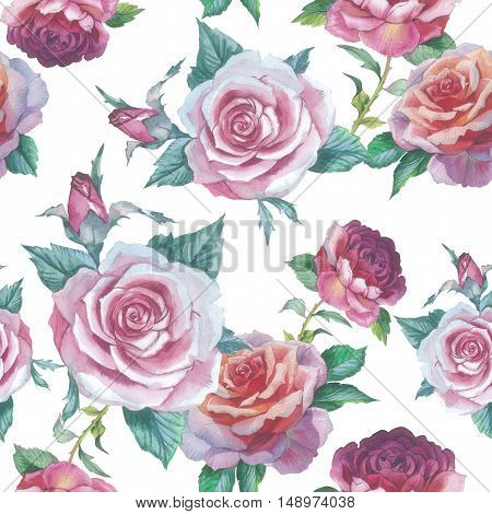 Wildflower rose flower pattern in a watercolor style isolated. Full name of the plant: rose, platyrhodon, rosa. Aquarelle flower could be used for background, texture, pattern, frame or border.