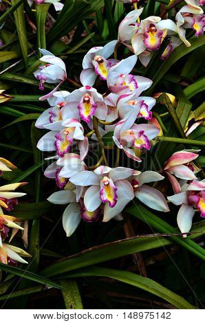 It's a beautiful orchid white and natural.