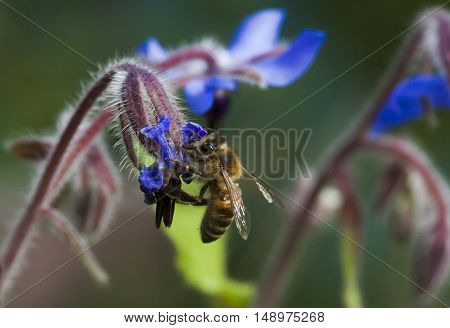 a honeybee pollinating a blue starflower by eating nectar
