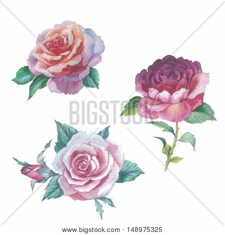 Wildflower rose flower in a watercolor style isolated. Full name of the plant: rose hulthemia hesperrhodos rosa. Aquarelle flower could be used for background texture pattern frame or border.