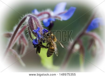 a honey bee pollinating a blue starflower