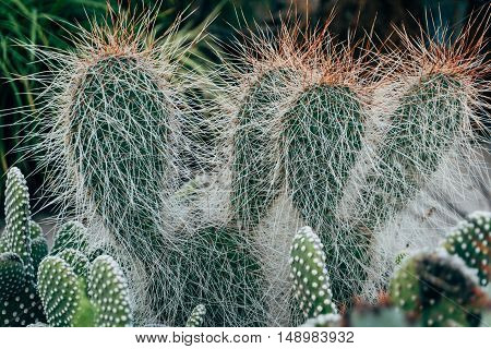 Cactus Texture natural background. Flat leaves of green and yellow cactus with needles pattern.