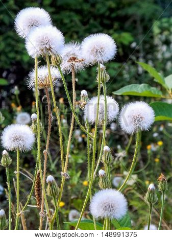 Dandelions after a bright bloom. After flowering dandelions acquire a completely different color, and kind ..