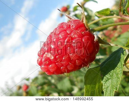 Red delicious fresh raspberry in the summer