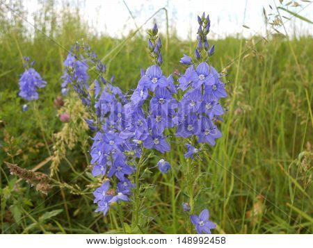 Many purple bellflowers in the tall grass