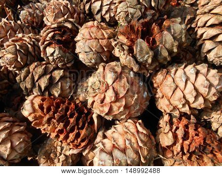 Big pile of fallen brown pinnacles from pine tree