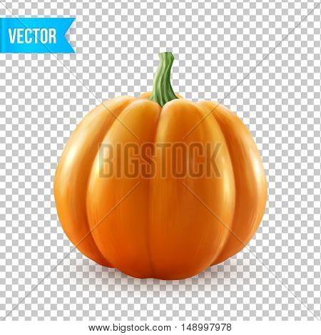 Realistic vector pumpkin isolated on gray transparency grid background
