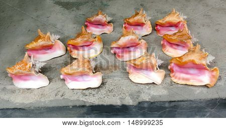 IThe seashells on a stone background. Close up.