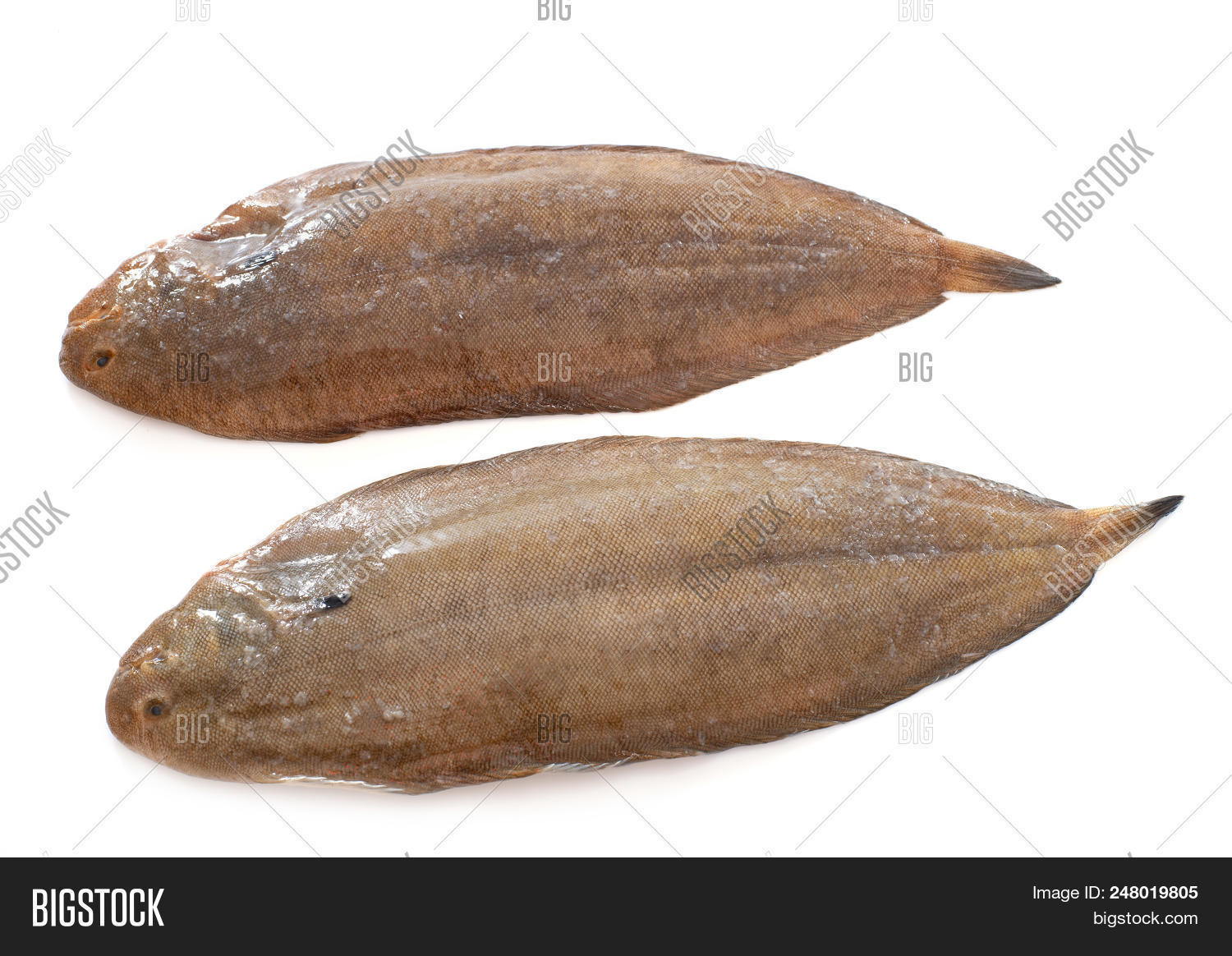 Two Sole Fishes Front Image & Photo (Free Trial) Bigstock