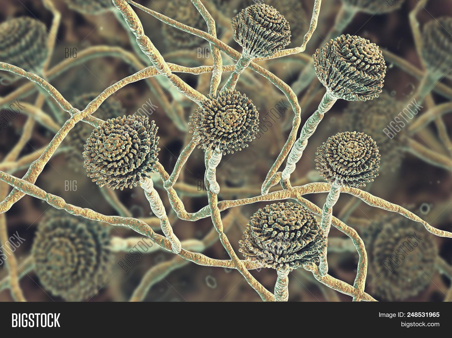 Fungi Aspergillus, Image & Photo (Free Trial) | Bigstock