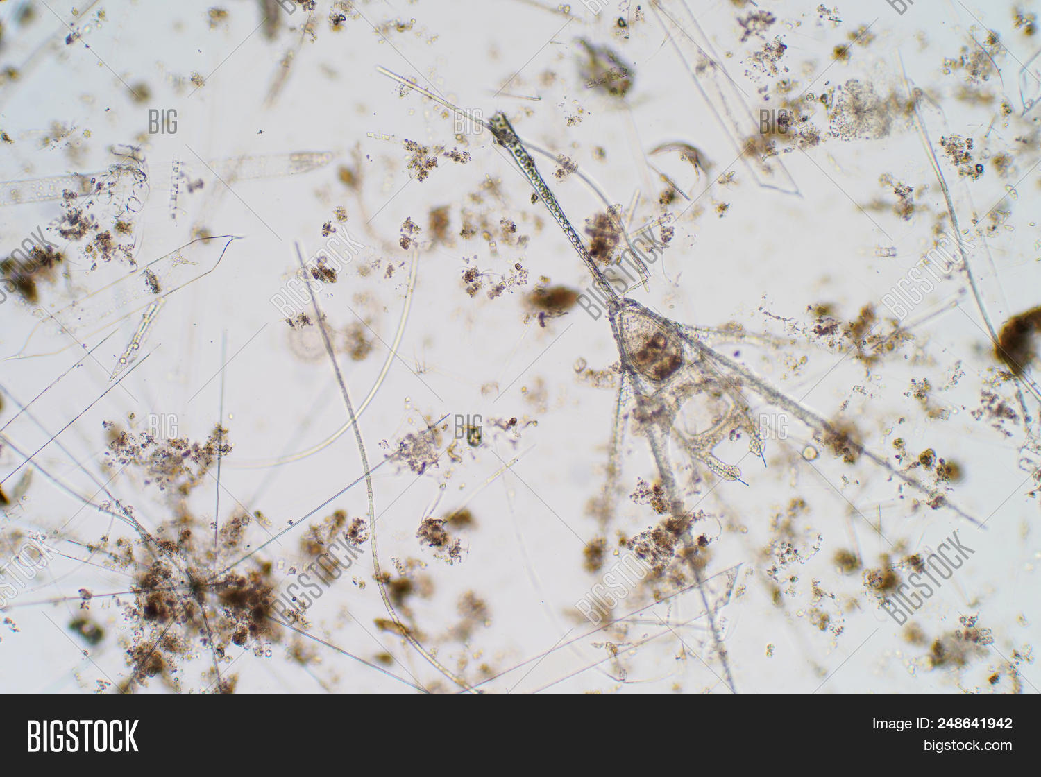 Marine Aquatic Image & Photo (Free Trial) | Bigstock