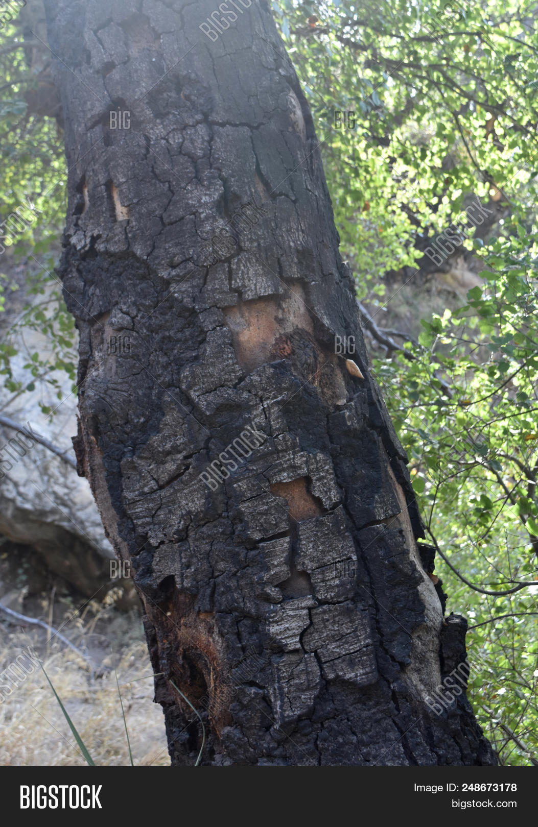 Scorched Tree Bark On Image & Photo (Free Trial) Bigstock