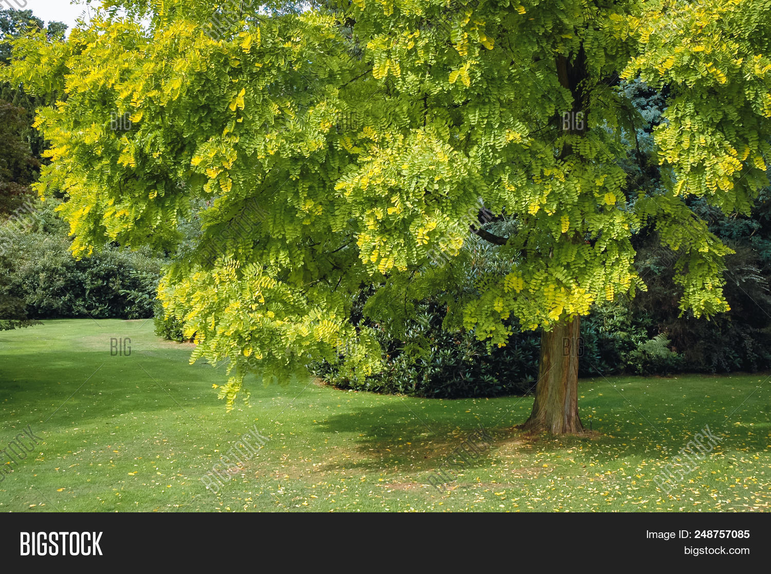 Robinia Pseudoacacia Image Photo Free Trial Stock Robinia Pseudoacacia Image Photo Free Trial Stock