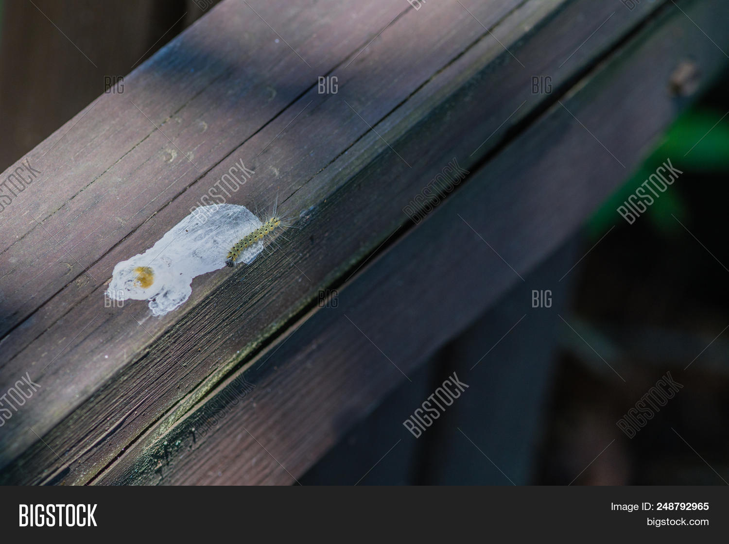 Greenish Caterpillar Image Photo Free Trial Bigstock