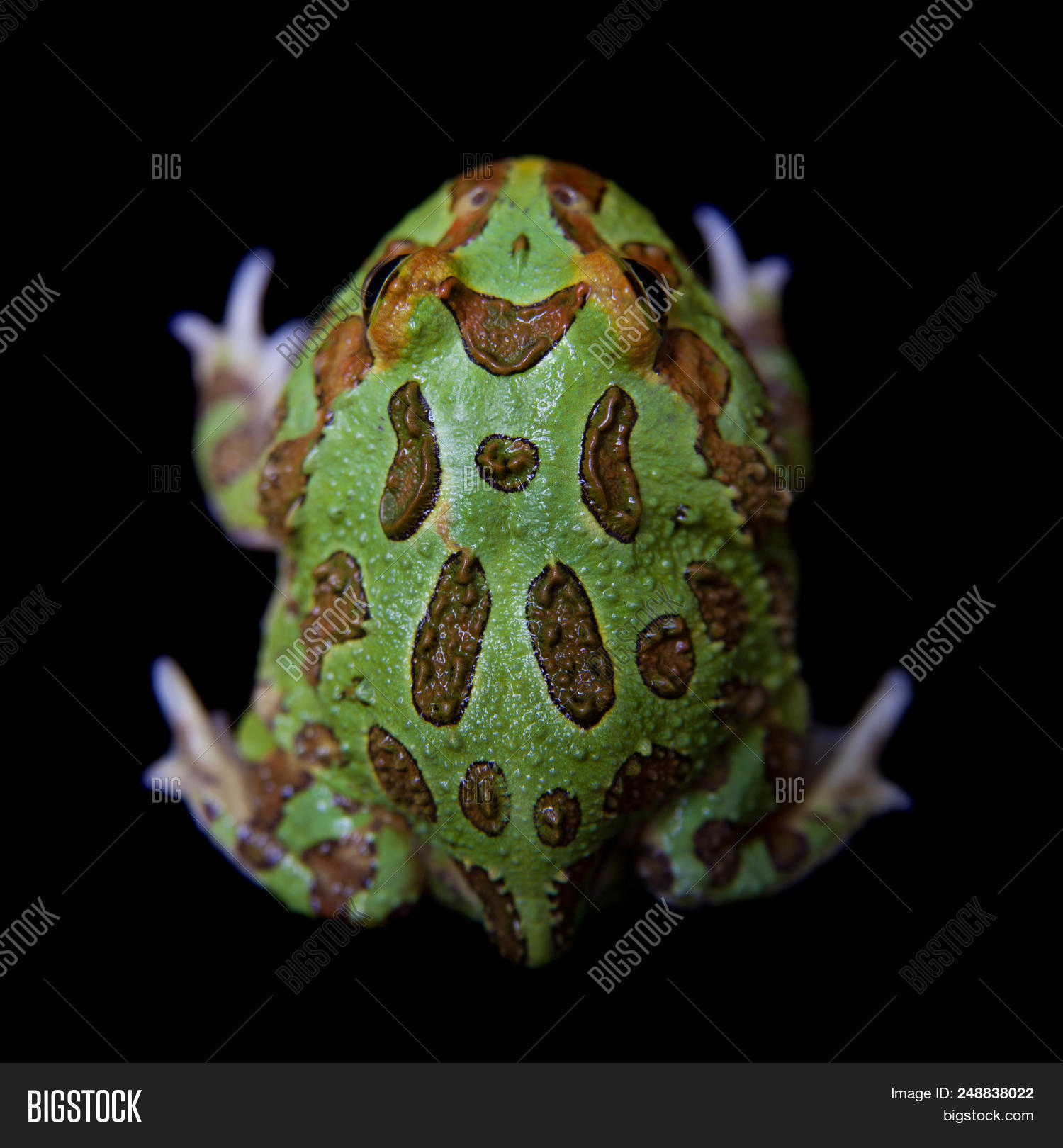 Chachoan Horned Frog, Image & Photo (Free Trial) | Bigstock