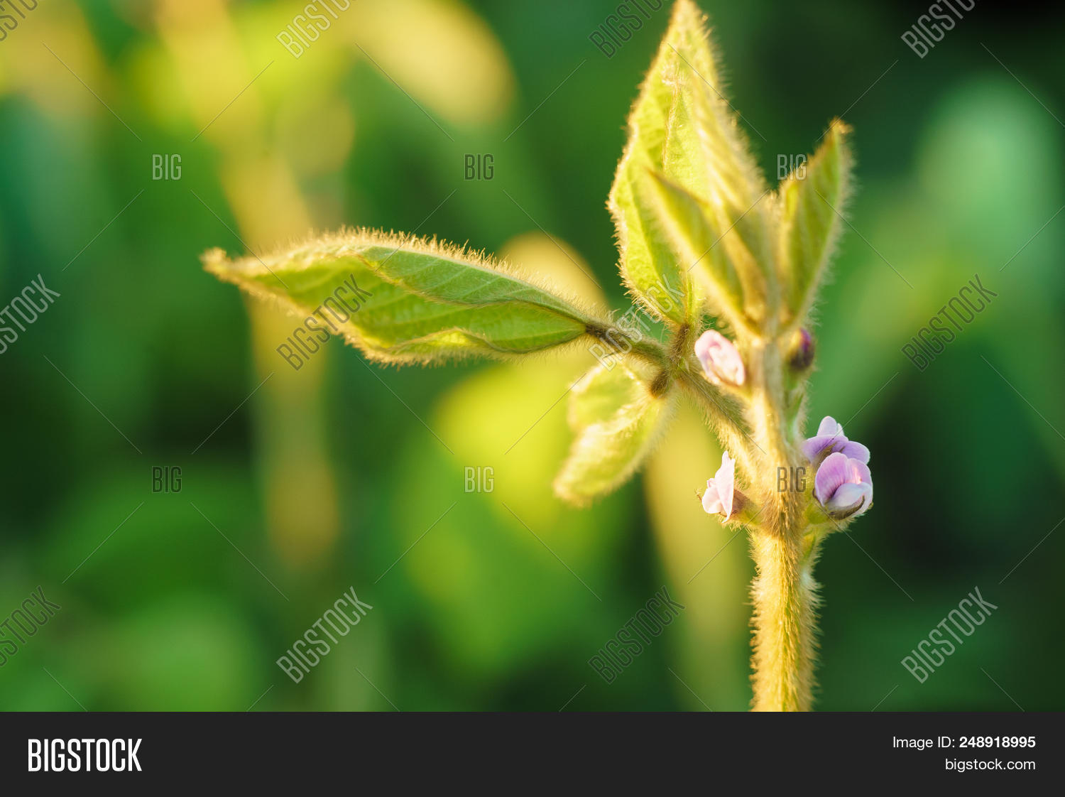 Young Soybean Plants Image & Photo (Free Trial) Bigstock