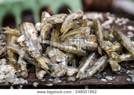 Minnow Head Cut Off.the Rest Of The Fish Bring Cooking Food.
